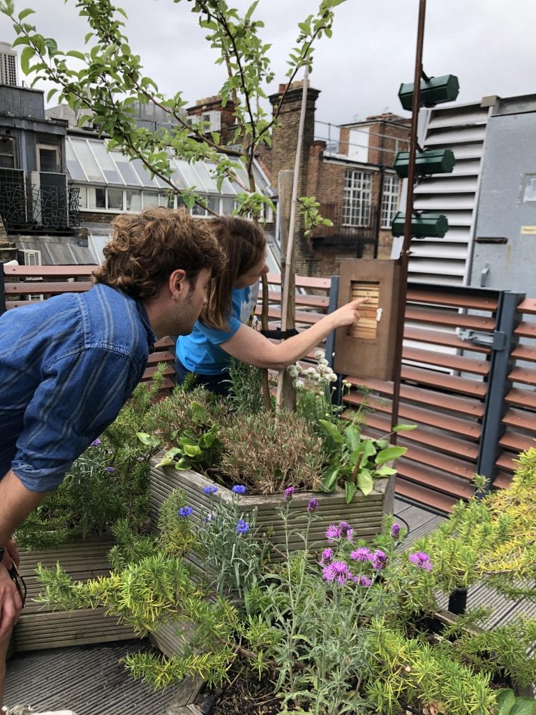 Alison Benjamin, Urban Bees co-founder